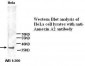 ANXA2 / Annexin A2 Antibody (N-Terminus)